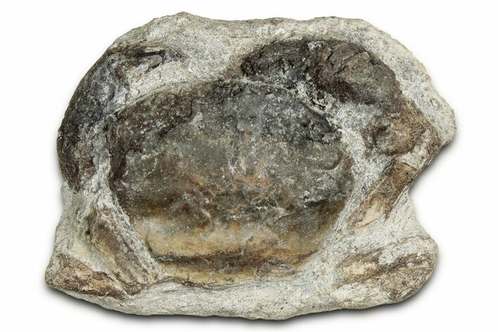 Oligocene Fossil Crab (Branchioplax) - Washington State #349481